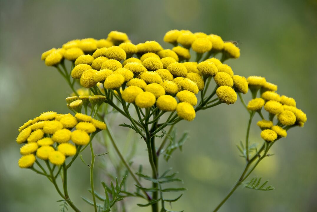 Eliminate helminth invasion using tansy