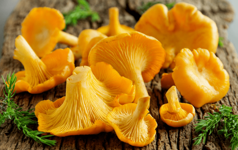 chanterelle mushrooms of parasites