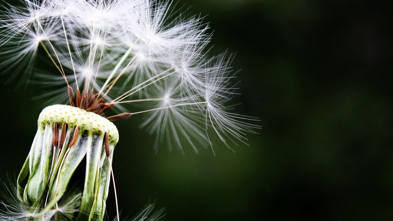 dandelion against worms